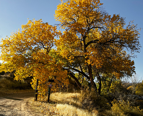 Autumn colors of cottonwood tree at entrance to ranch road along Grafton Road in Rockville Utah