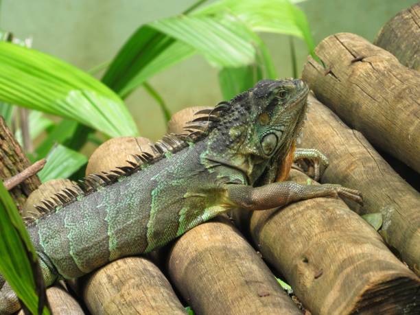 Closeup of a green iguana (Iguana iguana).