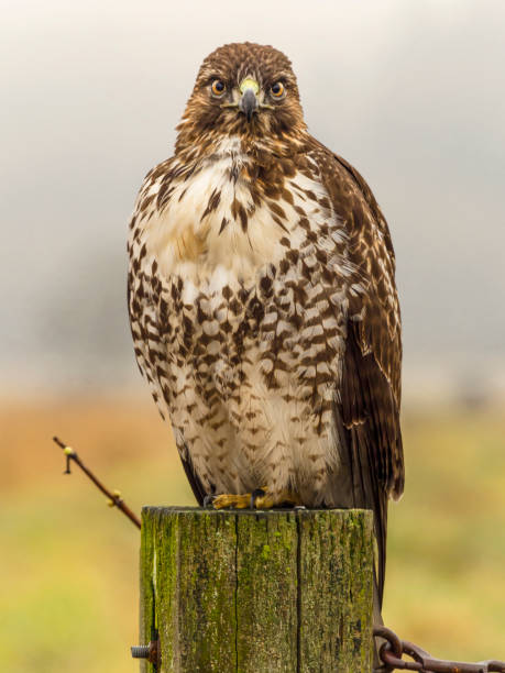 red-tailed hawk perched auf post fog hintergrund washington state - rotschwanzbussard stock-fotos und bilder