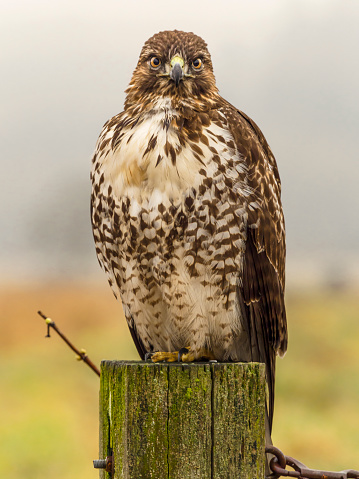 Red-tailed Hawk ( Buteo Jamaicensis ) sitting on a post. Is a very common raptor in North America, often seen perched alongside of roadways. Has fog in the background.