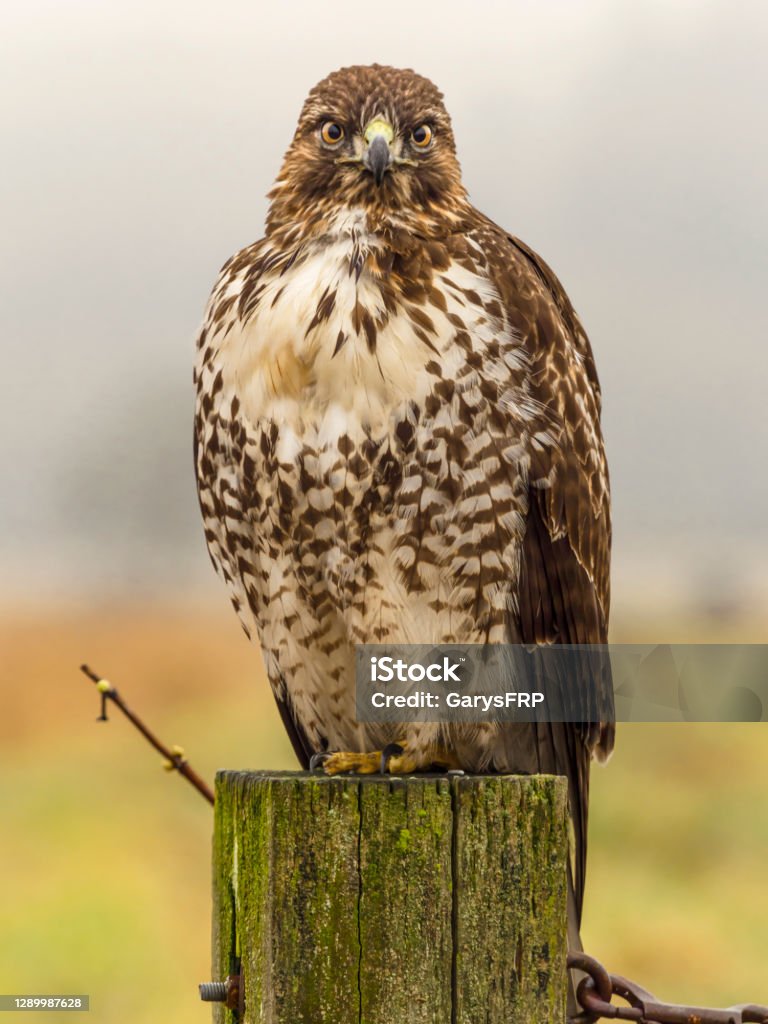 Red-tailed Hawk Perched on Post Fog Background Washington State Red-tailed Hawk ( Buteo Jamaicensis ) sitting on a post. Is a very common raptor in North America, often seen perched alongside of roadways. Has fog in the background. Red-tailed Hawk Stock Photo