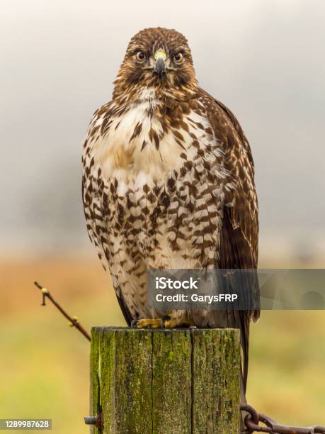 Redtailed Hawk Perched On Post Fog Background Washington State Stock Photo - Download Image Now