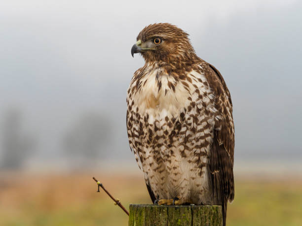 Free Stock Photo of Hawk perched on a branch with blurred green ...