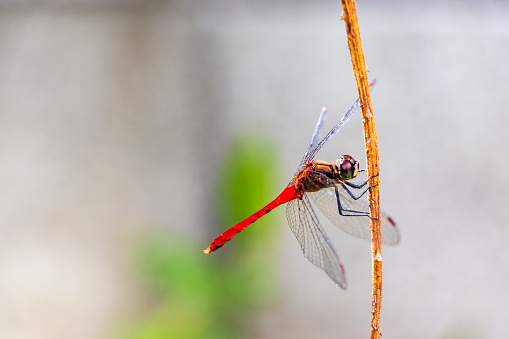 Red dragonfly on a dead grass stalk