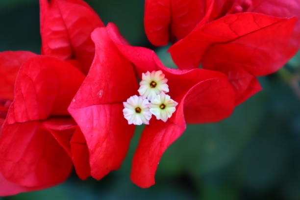 istock red bougainvillea with green background 1289989279
