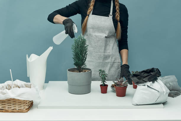 the girl sprays the transplanted house plants. plant care and maintenance. hobby. - 11911 imagens e fotografias de stock