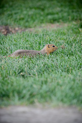 A relaxing prairie dog on the green grass