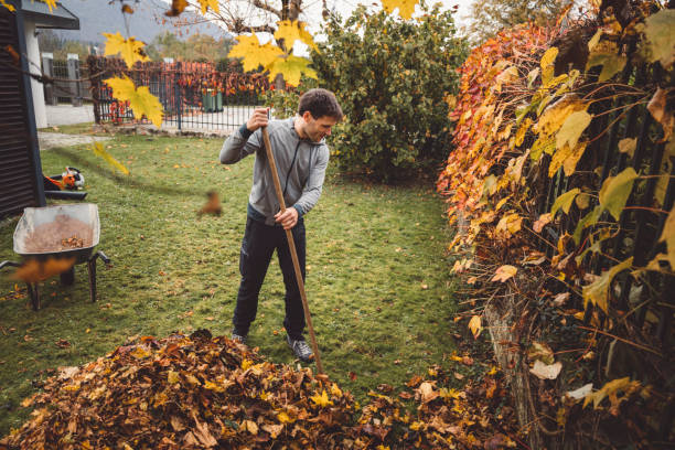 Caucasian man cleaning his backyard raking fallen autumn leaves