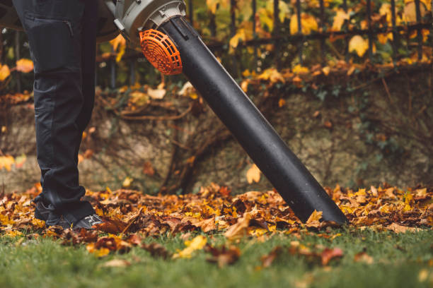 istock Vacuuming crispy leaves in the backyard 1289990415