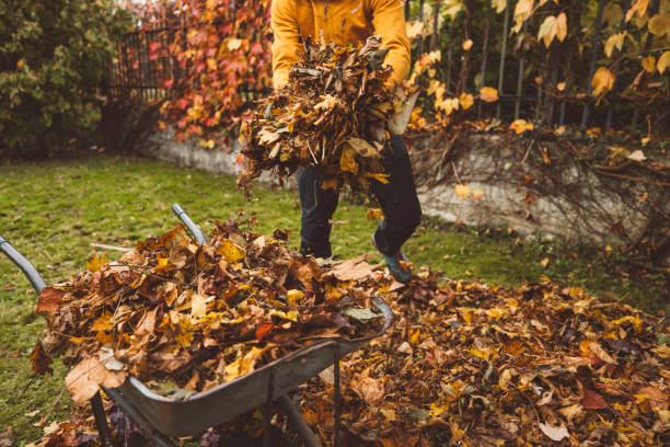 istock Unrecognizable man loading crispy golden leaves on a wheelbarrow with his hands 1289990420