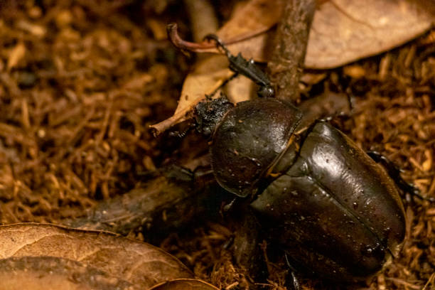 istock A female beetle moving on the soil 1289991671