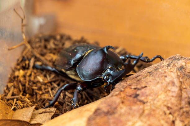 istock Male beetle with great horn 1289991692