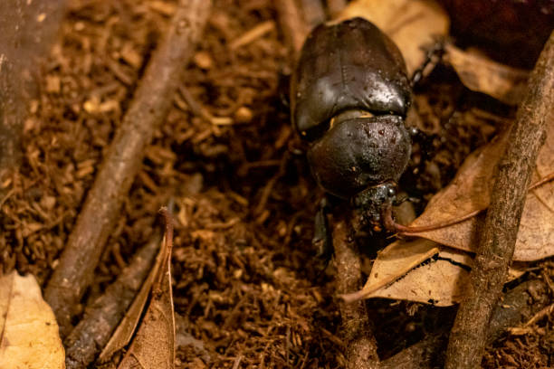 istock A female beetle moving on the soil 1289991735