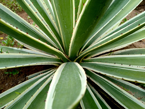salvador, bahia, brazil - november 26, 2020: Agave angustifolia plant also known as caribbean cigarette holder, seen in the city of Salvador.