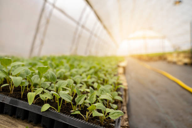 istock Seedling in greenhouse, nursery plants 1289994936