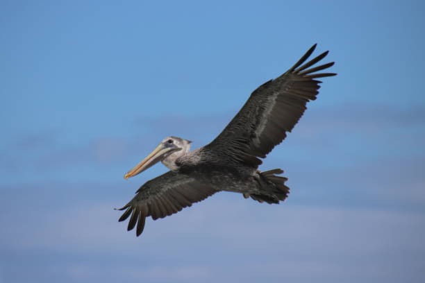 istock Pelican bird in flight. 1289995907