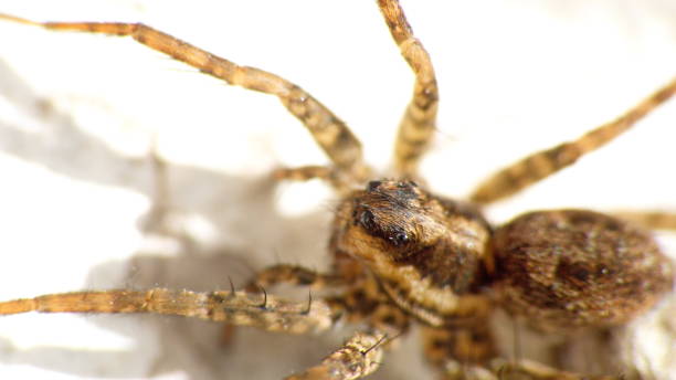 istock Close up of a wolf spider 1290000383