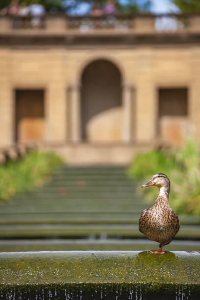 Duck standing on the cascading waterfall in Meridian Hill Park, located in the Columbia Heights neighborhood of Washington, DC