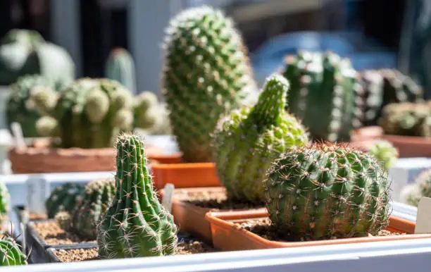 Photo of Group of Etiolated cactus producing thin stems with well spaced internodes that lean towards the light.