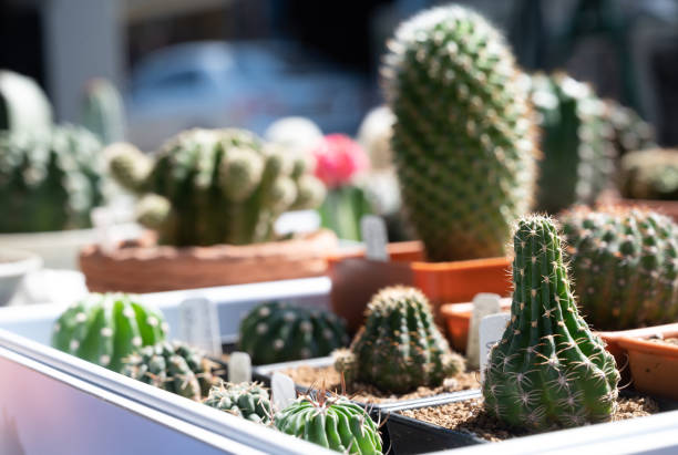 Colorful cactus on sale at the floral market