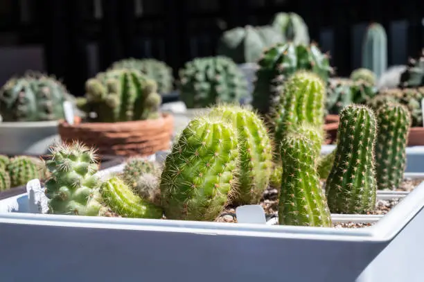 Photo of Group of Etiolated cactus producing thin stems with well spaced internodes that lean towards the light.