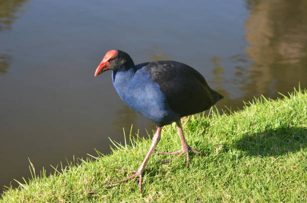 istock A coot walking on some grass beside a lake. 1290004873