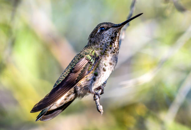 istock Close up to a hummingbird 1290006534