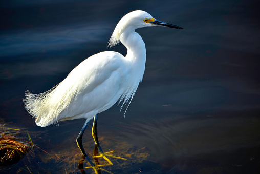 A beautiful snowy egret hunts the shallows for small prey.