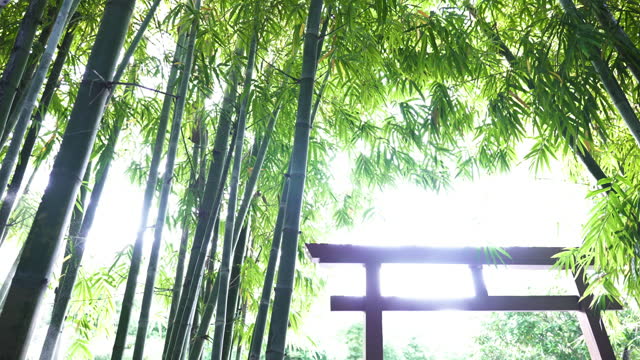 Low angle view of green bamboo forest and bright sunlight shining on Torii gate.