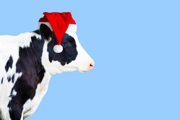 cow in santa claus hat isolated on light blue background, side view, copy space. new year or christmas animals concept - clothing traditional culture chinese culture black imagens e fotografias de stock