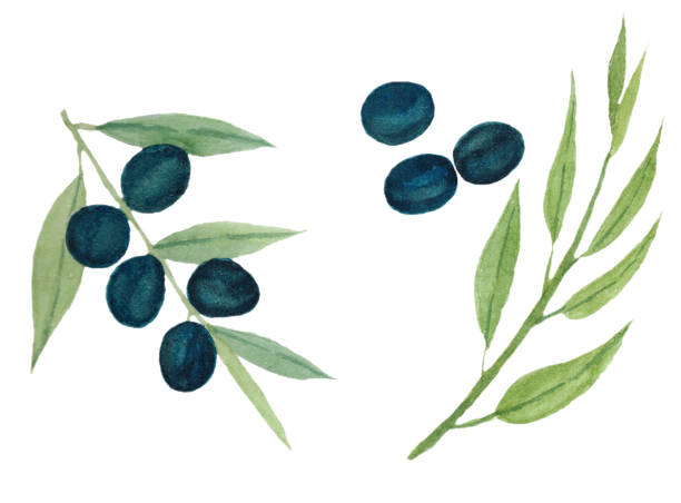 istock Set of olive branch with olives, olive branch and olives isolated on white background. 1290010041