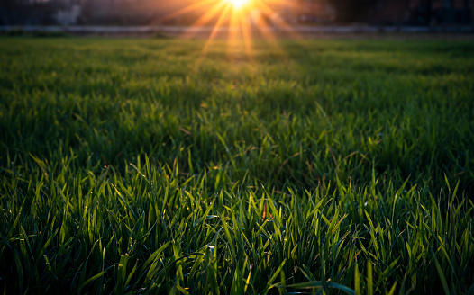 Beautiful scene with natural grass in the field at sunset.