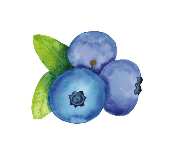 緑の葉を持つブルーベリーは、白い背景に孤立してクローズアップ。 - blueberry white background blue heap点のイラスト素材／クリップアート素材／マンガ素材／アイコン素材