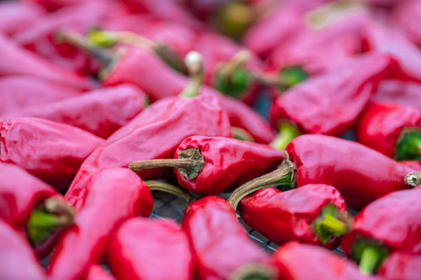 Espelette chillies dried in a greenhouse in the Basque country