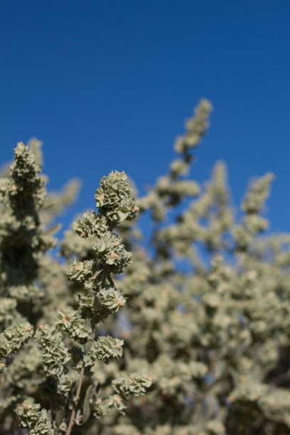 istock ATRIPLEX CANESCENS FRUIT - JOSHUA TREE NP - 072620 A 1290012273