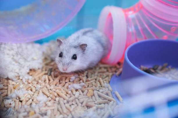 istock Dzungarian hamster in a multicolored cage with a wheel 1290012300
