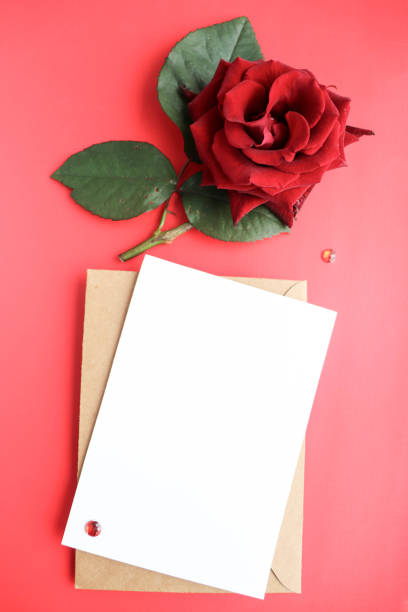 istock red rose isolated on white background and space for text 1290012983