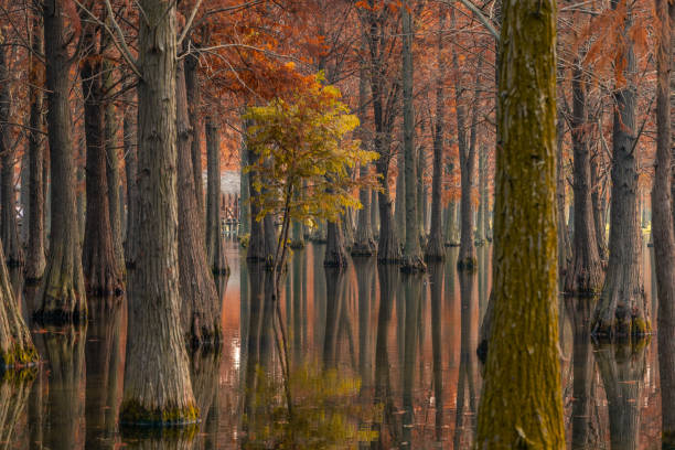 bosque de ciprés estanque en otoño - cypress swamp fotografías e imágenes de stock