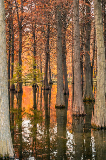 bosque de ciprés estanque en otoño - cypress swamp fotografías e imágenes de stock