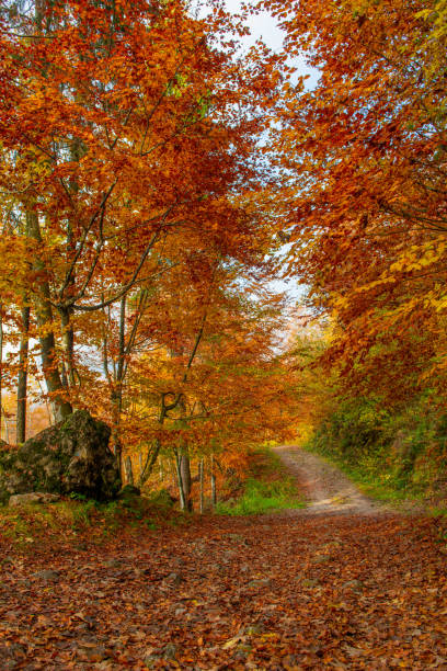 istock the forest in autumn 1290013985