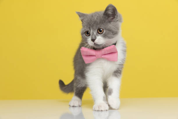 istock little british shorthair metis cat looking aside 1290014806
