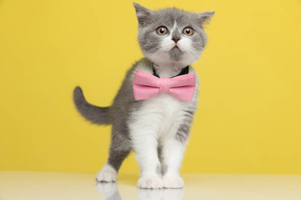 istock cute british shorthair metis cat sniffing something around 1290014864