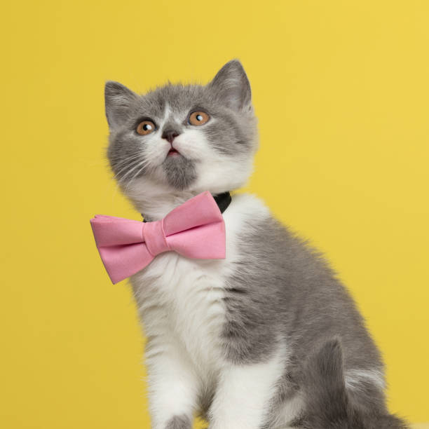 little british shorthair cat checking out what is up there