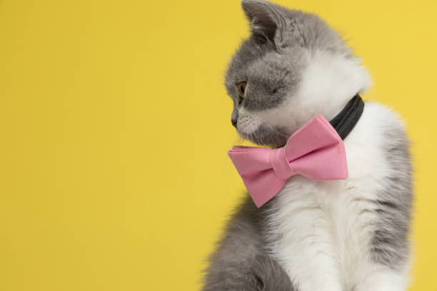 istock adorable british shorthair metis cat looking to her side 1290014923