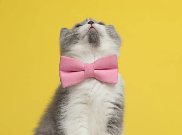 istock cute british shorthair metis cat looking up 1290014972