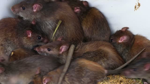 brown rats in the nest at a farm.