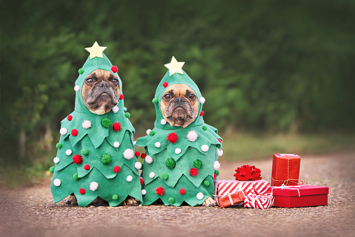 Perros con trajes de Navidad. Dos Bulldogs franceses se visten como divertidos árboles de Navidad con baubles photo