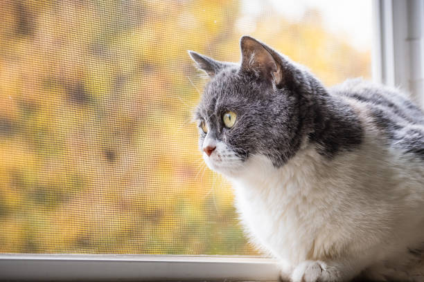 istock Gray and white cat looking out the window 1290017346