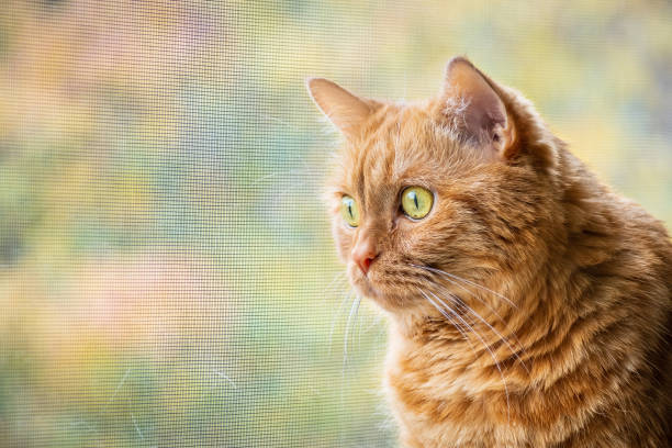 Orange cat looking out the window