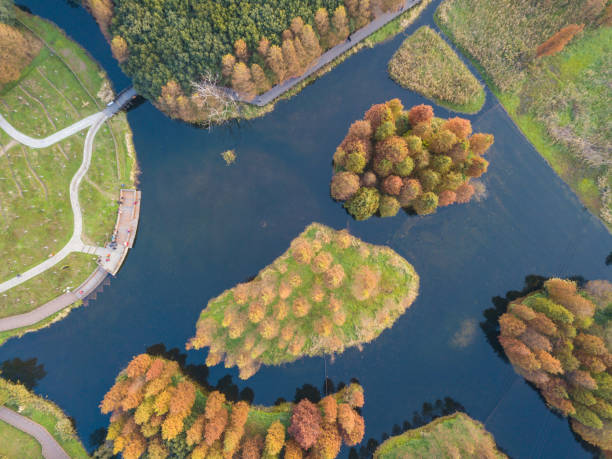 istock Pond cypress forest in autumn 1290017444